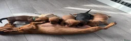 Miniature Dachshund dogs for sale: BEAUTIFUL MINIATURE DACHSHUND  - Advert 12
