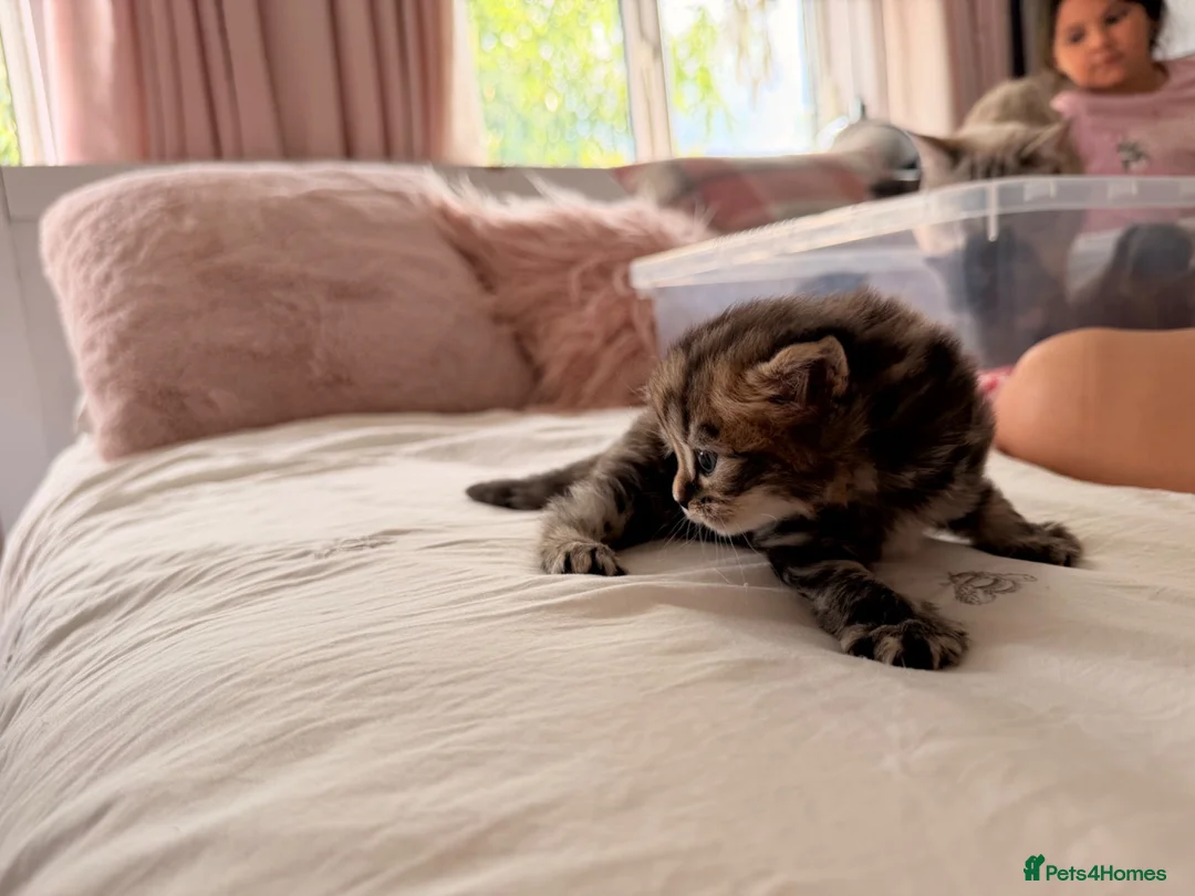 British Shorthair cats for sale: British short hair cross with British longhair  - Advert 13