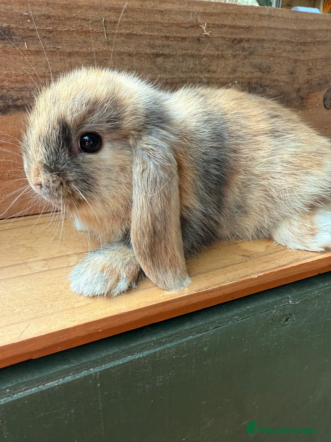Mini Lop rabbits for sale: BEAUTIFUL MINI LOP BUNNIES - PEDIGREE  - Advert 29
