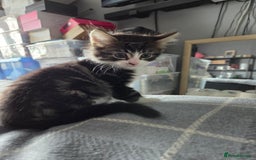 British Longhair cats for sale: 3 kittens looking for forever homes - Image 1