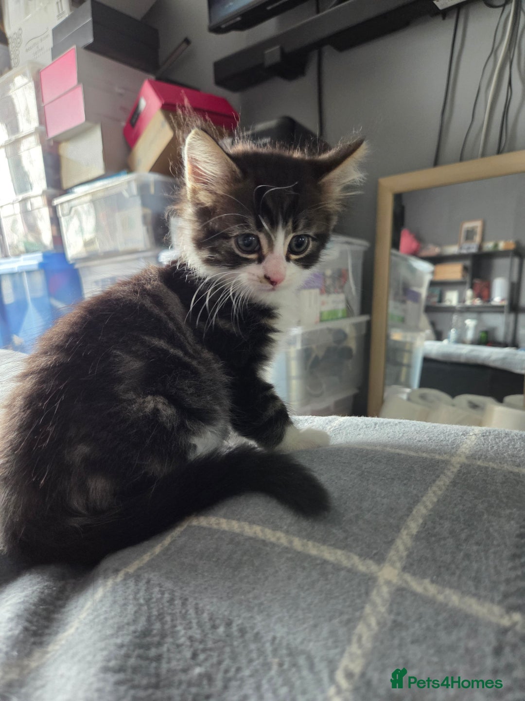 British Longhair cats for sale: 3 kittens looking for forever homes - Image 1