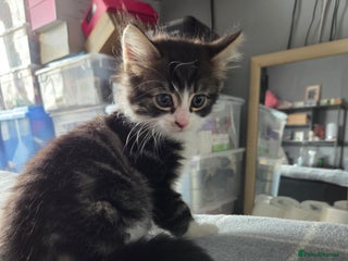 British Longhair cats - Advert 4