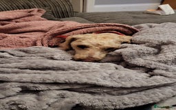 Mixed Breed dogs for sale: Coco  - Image 11