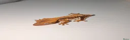 Gecko reptiles for sale: Lilly White Crested Geckos - Advert 2