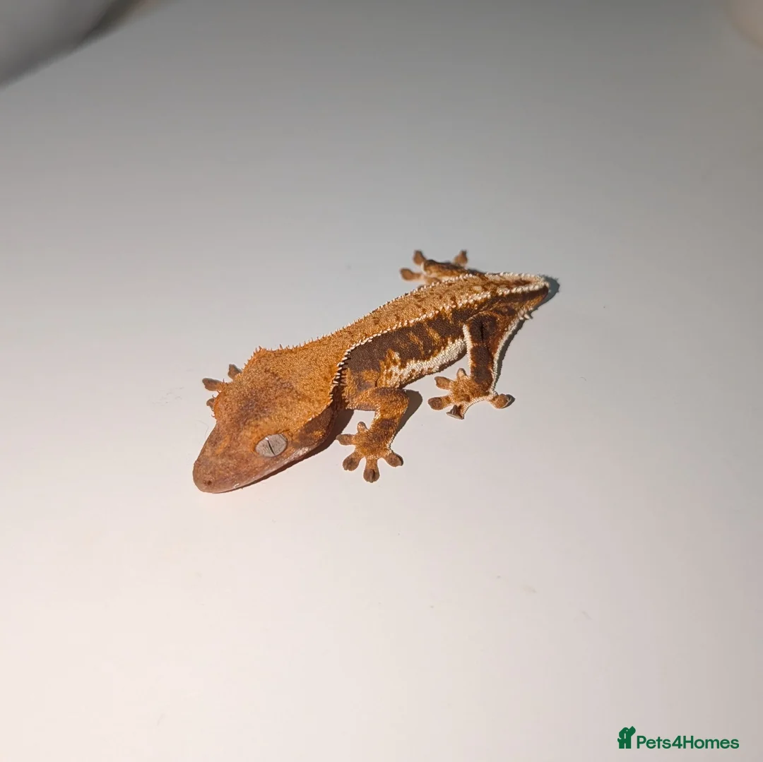 Gecko reptiles for sale: Lilly White Crested Geckos - Advert 2