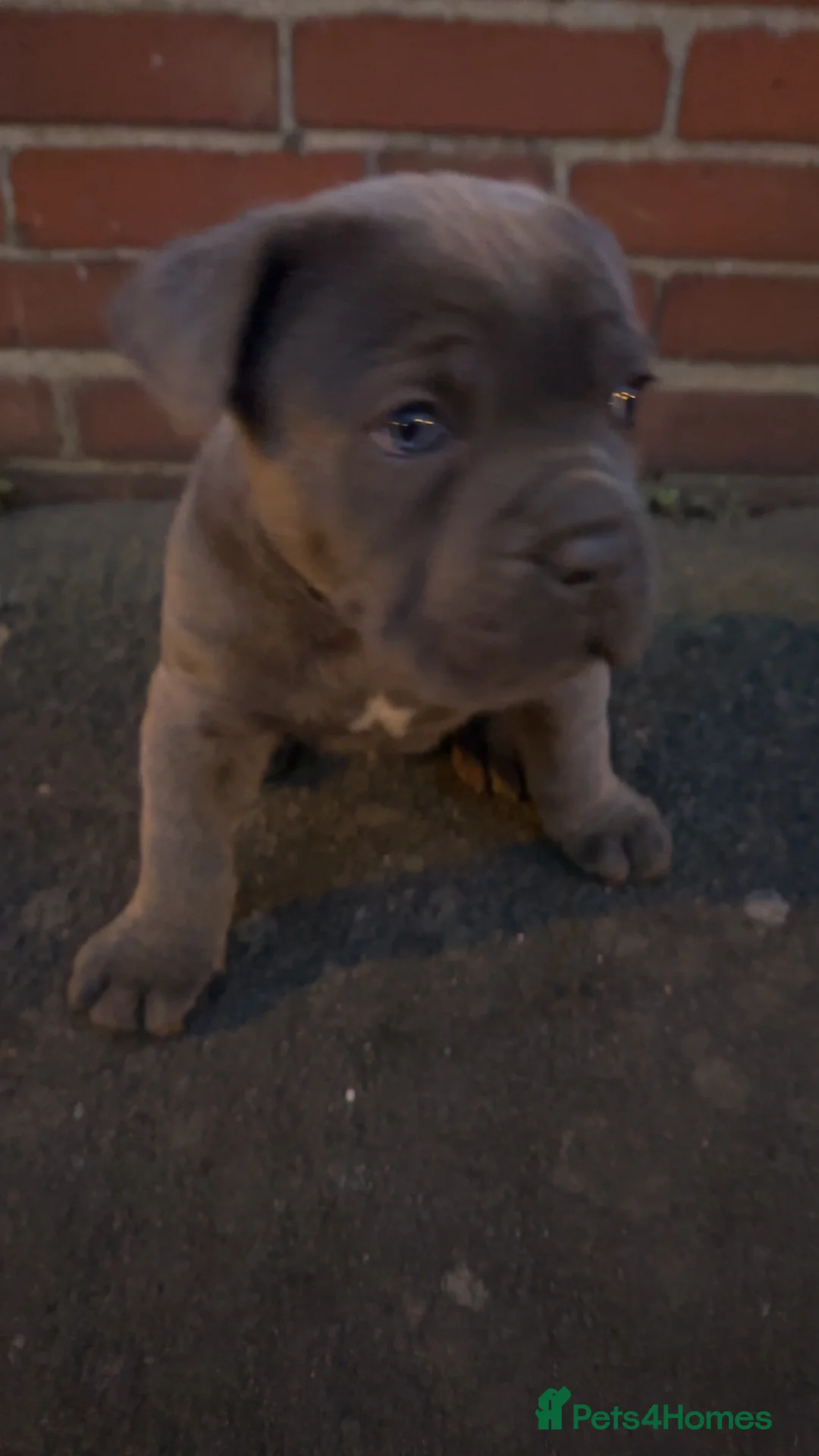 Cane Corso dogs for sale: INTERNATIONAL CHAMPION BLOODLINE PUPPIES  - Advert 14