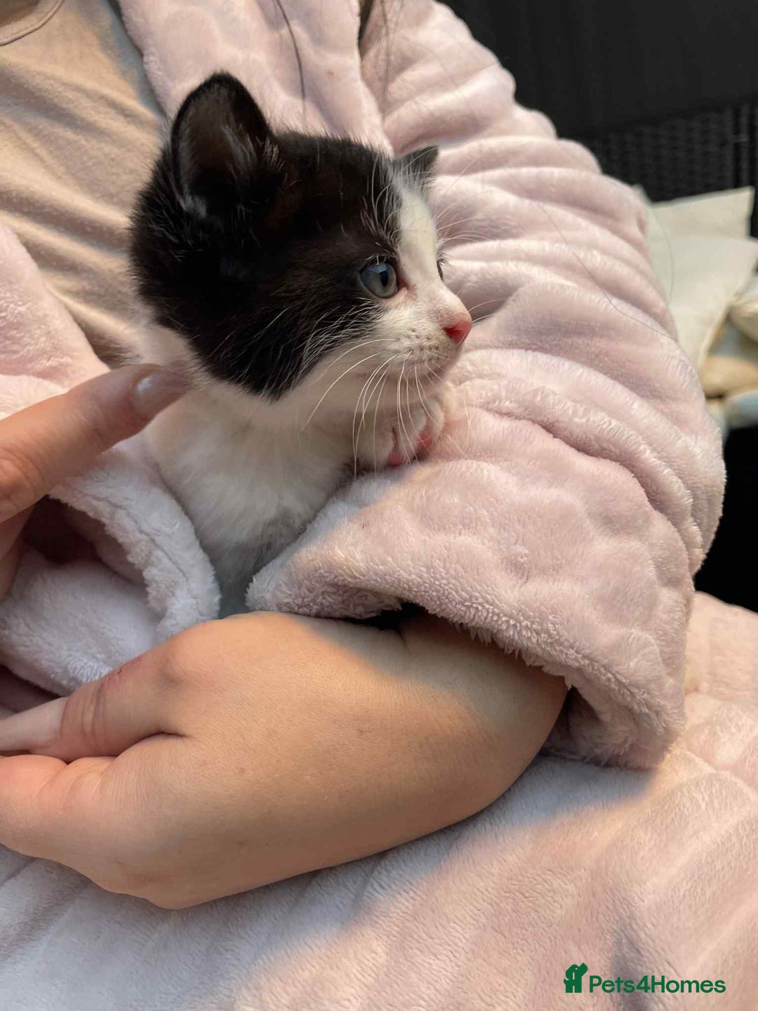 Mixed Breed cats for sale: 2 lovely girls for sale - Advert 8