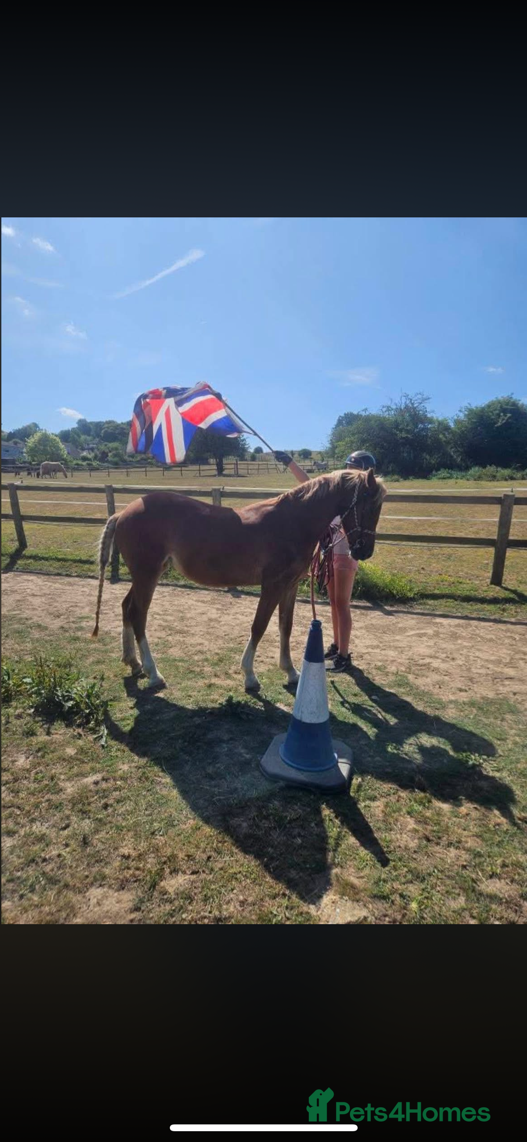 Welsh Section B horses for sale: ELSA🧡 - Advert 20