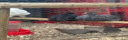 Chickens poultry for sale: Cuckoo maran rooster,Lucky in Yeovil - Advert 2