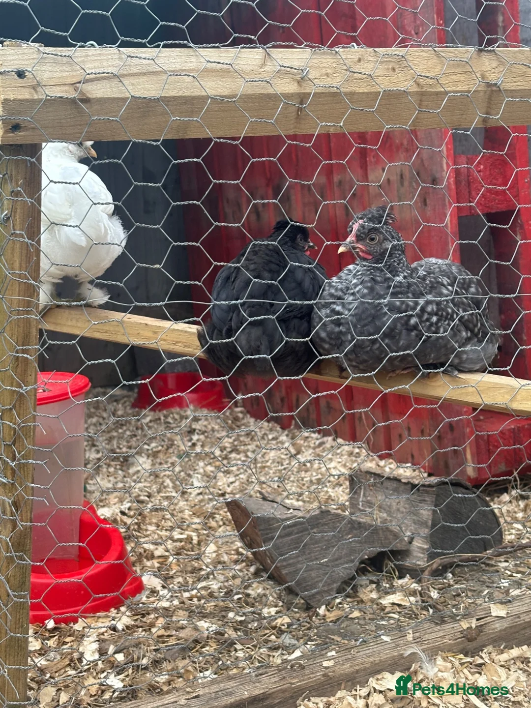 Chickens poultry for sale: Cuckoo maran rooster,Lucky in Yeovil - Advert 2