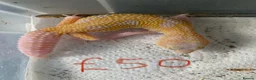 Leopard Gecko reptiles for sale: Albino leopard geckos cb26 in Gloucester - Advert 4