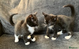 Mixed Breed cats for sale: Girl kittens for good homes only - Image 3