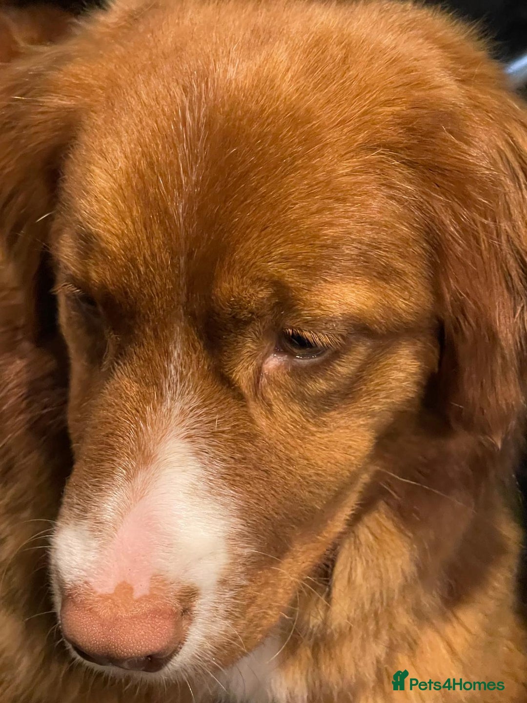 Nova Scotia Duck Tolling Retriever dogs for sale: Champ Line Health Tested KC Toller waiting list  - Image 5