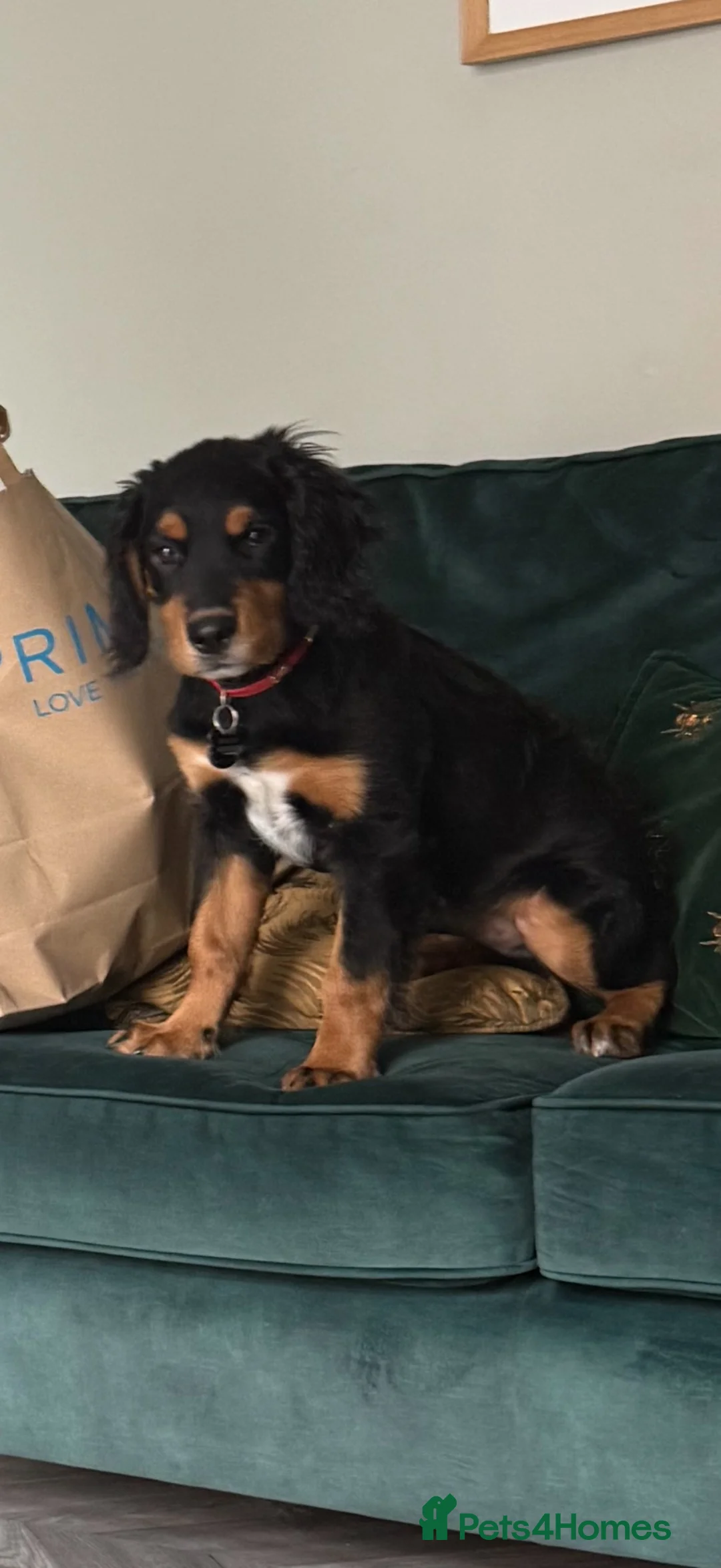 Springador dogs for sale: Springador Puppy in Manchester - Advert 1
