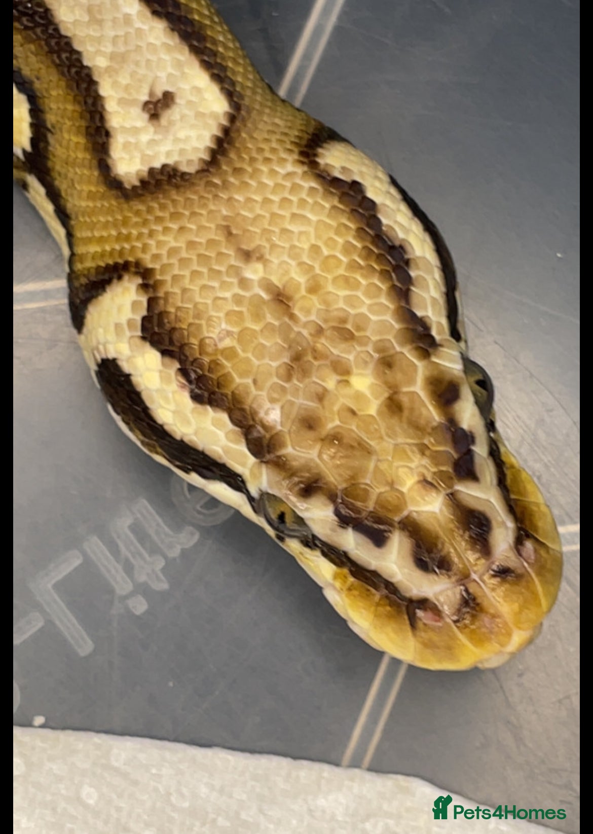 Python Snake reptiles for sale: Ball pythons for new home/s - Advert 2