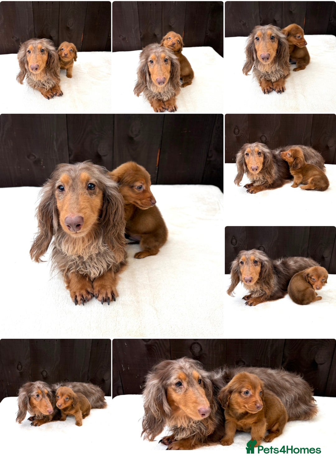 Miniature Dachshund dogs for sale: Dachshund puppy only 1 Boy still available  - Advert 38