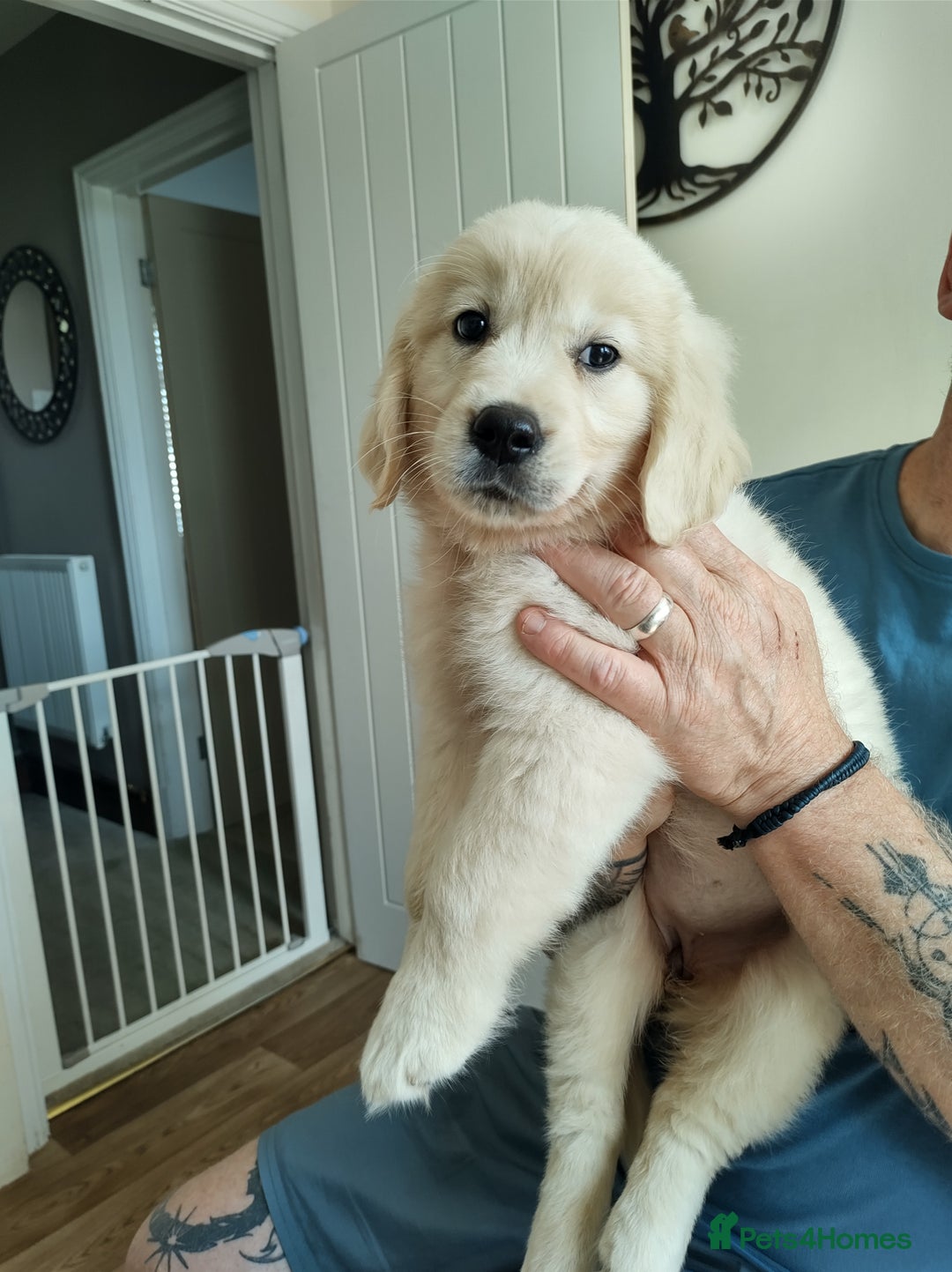 Golden Retriever dogs for sale: Golden retriever  - Image 4