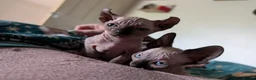 Sphynx cats for sale: £1,100 12 week male Sphynx elf ear kitten chester - Advert 3