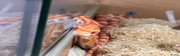 Corn Snake reptiles for sale: Corn snake  in Aylesbury - Advert 6