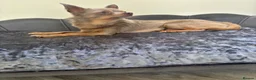 Chihuahua dogs for sale: Lilac KC Reg Chihuahua Stud  - Advert 10