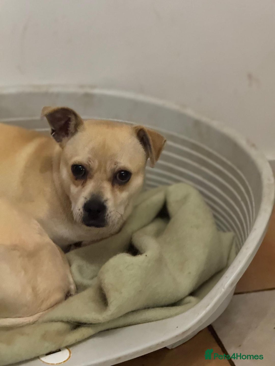 Mixed Breed dogs for adoption: Pretty Jamala ready for cuddles - Advert 3