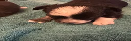 Chihuahua dogs for sale: Chihuahua puppies 2 boys & 1 girl, ready mid sept in Doncaster - Advert 14