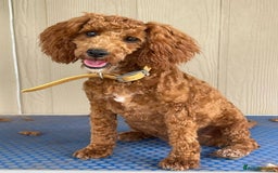Mixed Breed dogs for sale: Ziggy pedigree cockapoo 7wkse - Image 7