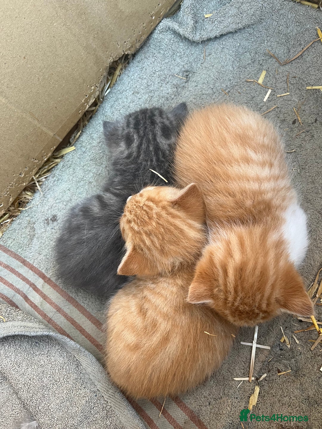 Mixed Breed cats for sale: 1 tabby and 2 ginger male kittens available  - Image 5