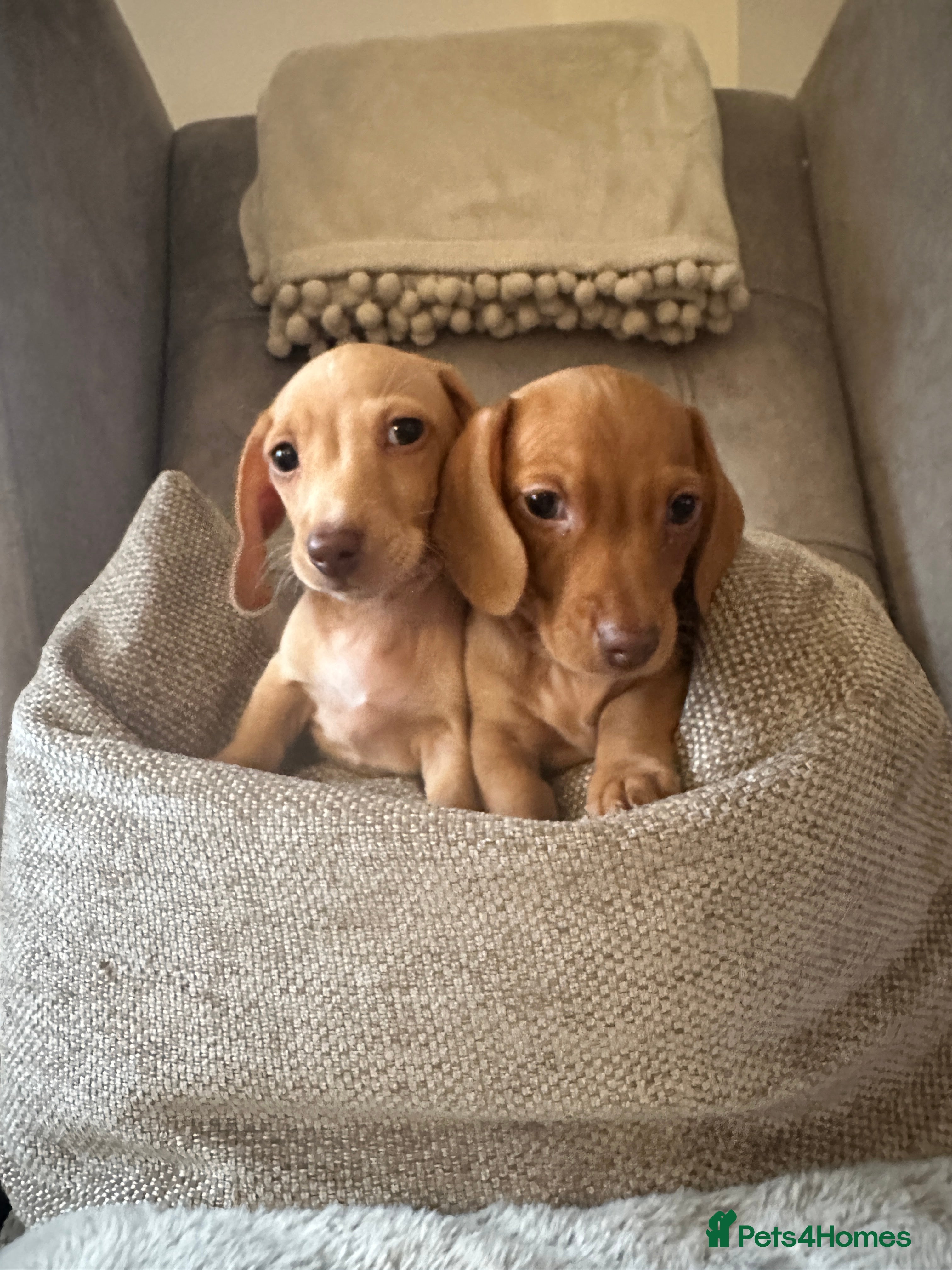 Miniature Dachshund dogs KC miniature dachshunds READY TO. LEAVE  - Advert 14