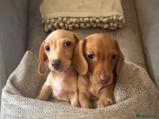 Miniature Dachshund dogs KC miniature dachshunds READY TO LEAVE - Advert 1