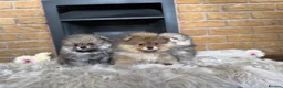 Pomeranian dogs for sale: ✨ Exclusive Teddy Bear Face Pomeranian Puppies ✨ - Advert 30