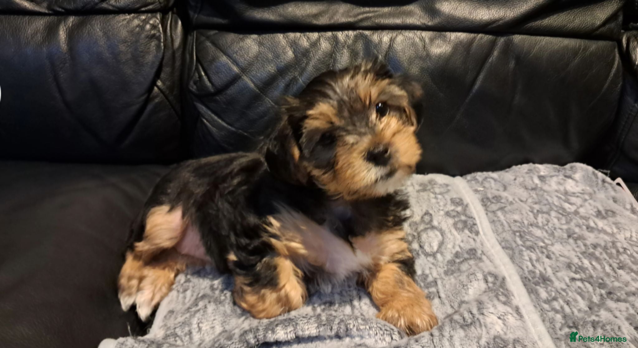 Yorkshire Terrier dogs 🐶 💖Pedigree Yorkshire Terrier Puppies💖 🐶 - Advert 1