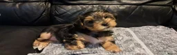 Yorkshire Terrier dogs for sale: 🐶 💖Pedigree Yorkshire Terrier Puppies💖 🐶 - Advert 12