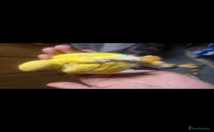 Lovebirds birds - Advert 13