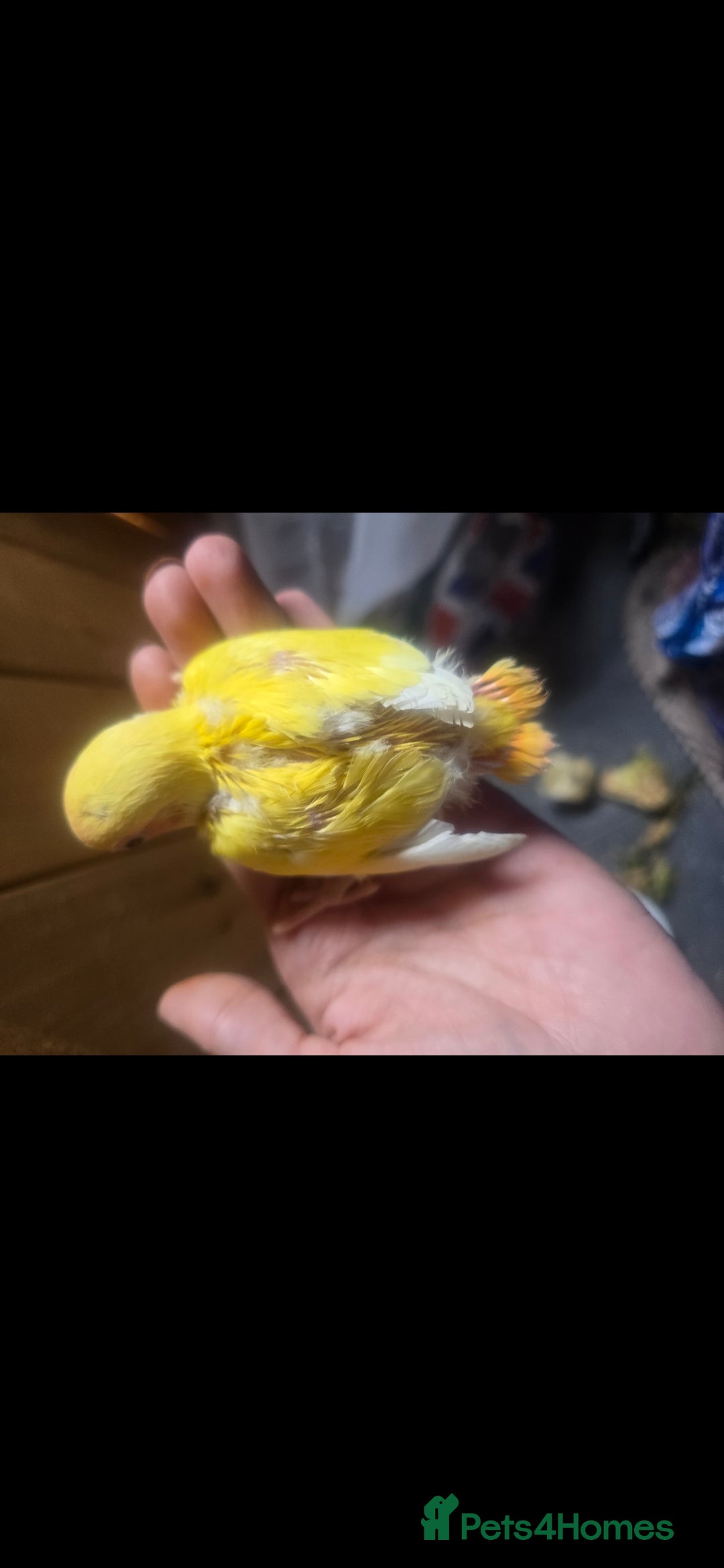 Lovebirds birds for sale: Baby lovebird  - Image 1