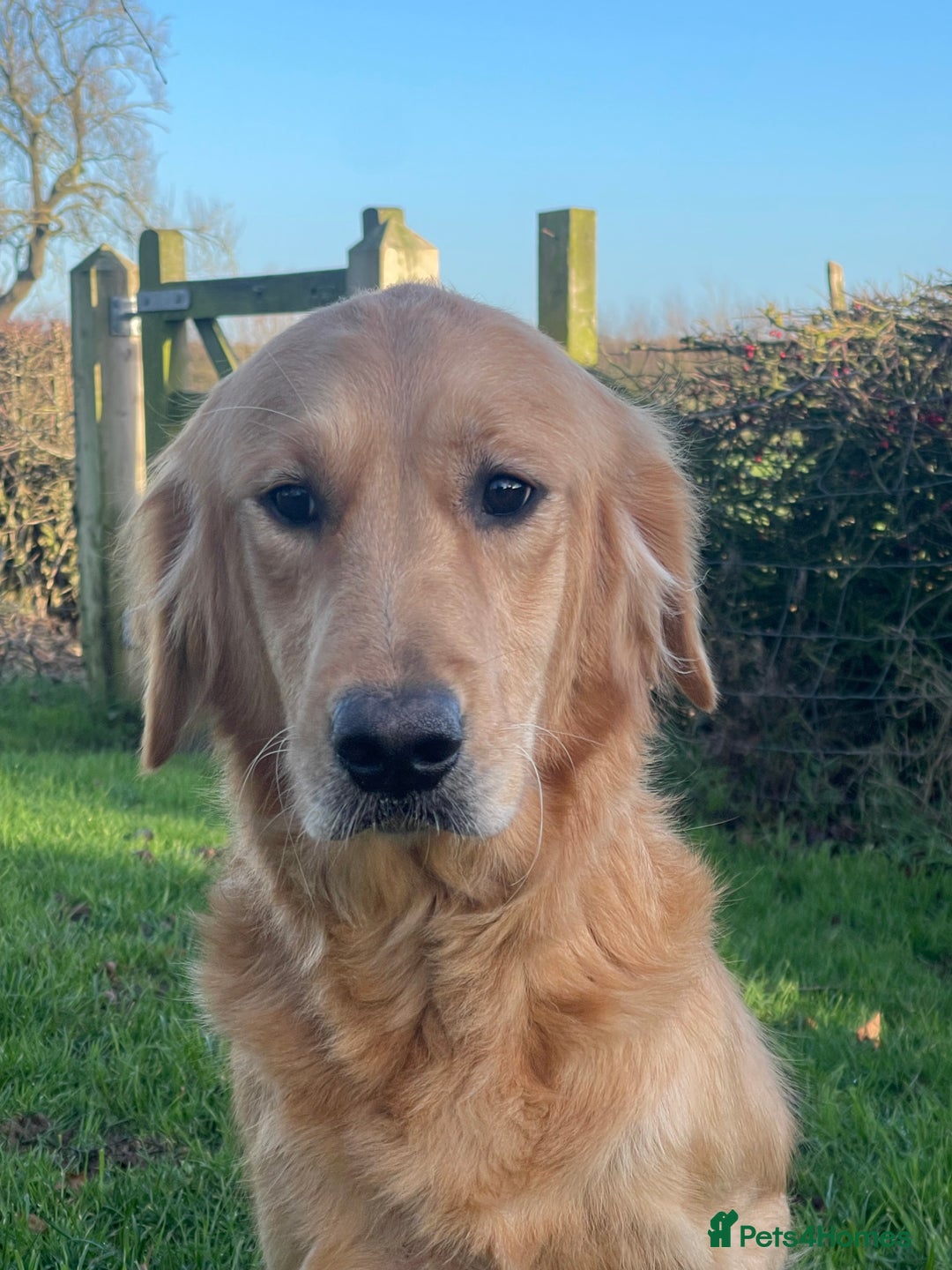 Golden Retriever dogs for sale: Golden Retriever Puppies Ready Now - Advert 4