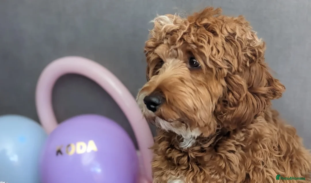 Cockapoo dogs for sale: 🐾 Beautiful F1B Cockapoo Puppies in Rochdale - Advert 2