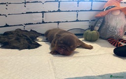 English Bulldog dogs for sale: Litter of 8  - Image 37