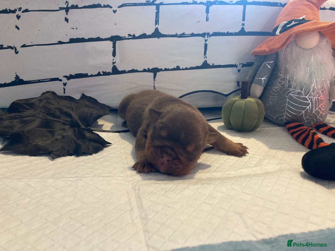 English Bulldog dogs for sale: Litter of 8  - Image 37