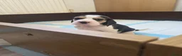 Beagle dogs for sale: Beautiful Beagle Puppies Looking For A Loving Home - Advert 6