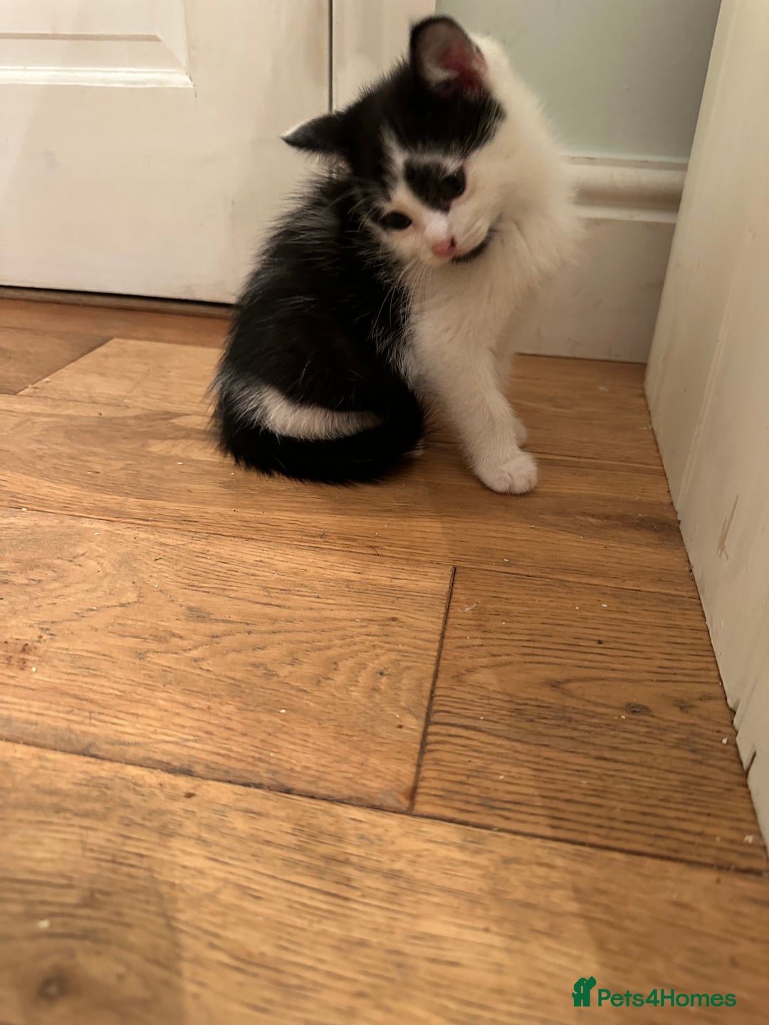 British Longhair cats for sale: Unusual markings  - Image 6