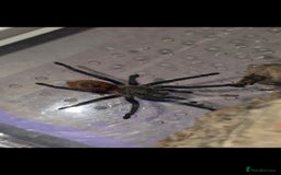 Python Snake reptiles for sale: Spiders and tarantulas - Advert 1