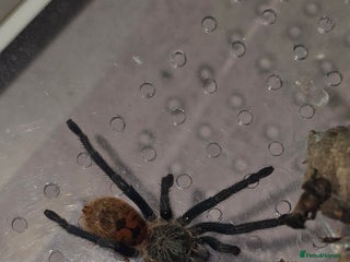 Python Snake reptiles for sale: Spiders and tarantulas - Advert 1