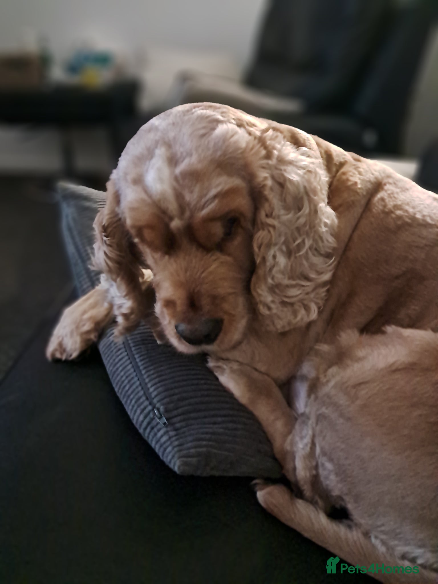 Cocker Spaniel dogs Cocker spaniel (show type) - Advert 1