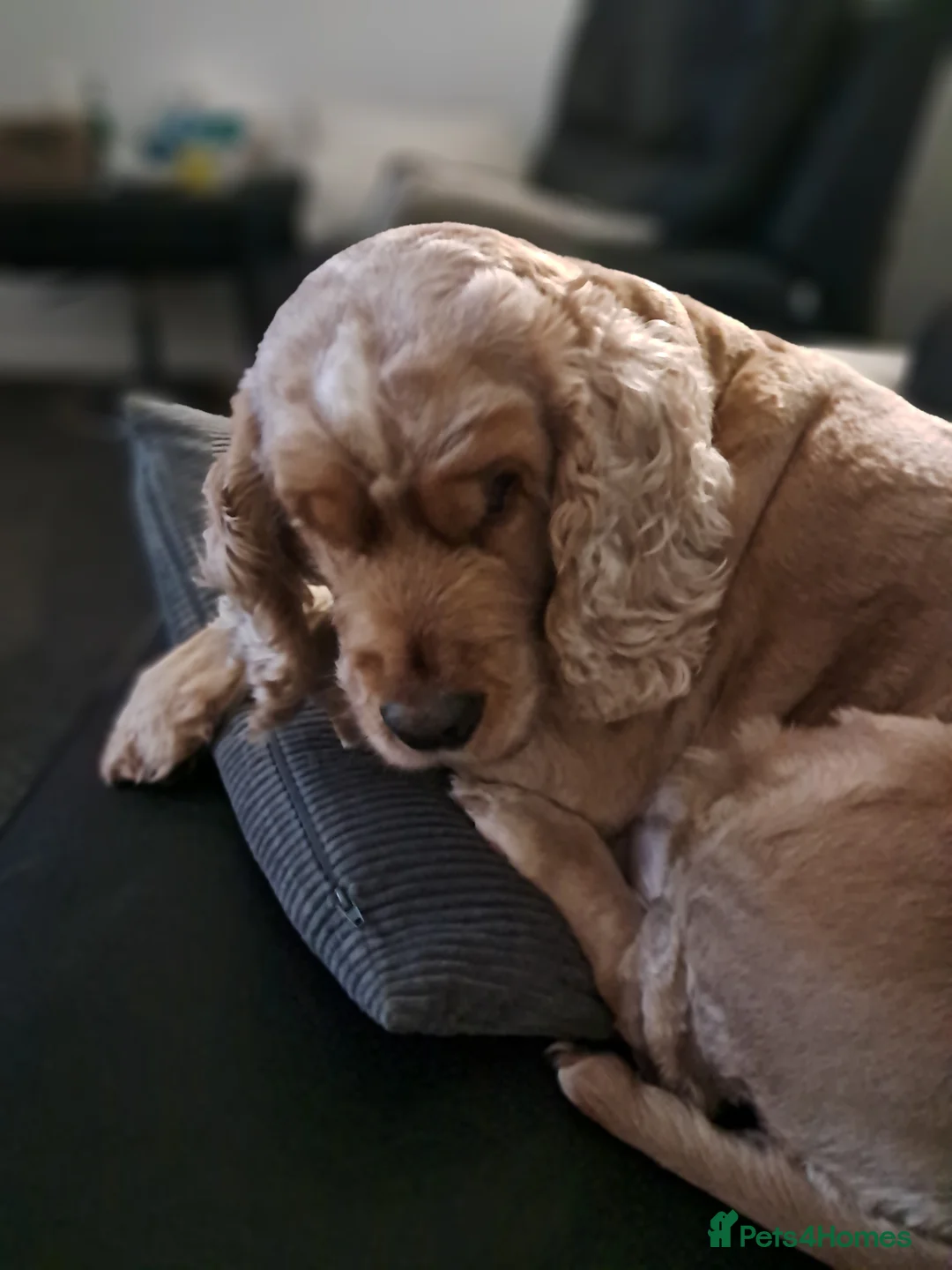 Cocker Spaniel dogs for adoption: Cocker spaniel (show type) - Advert 1