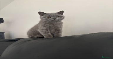 British Shorthair cats in Braintree - Advert 16