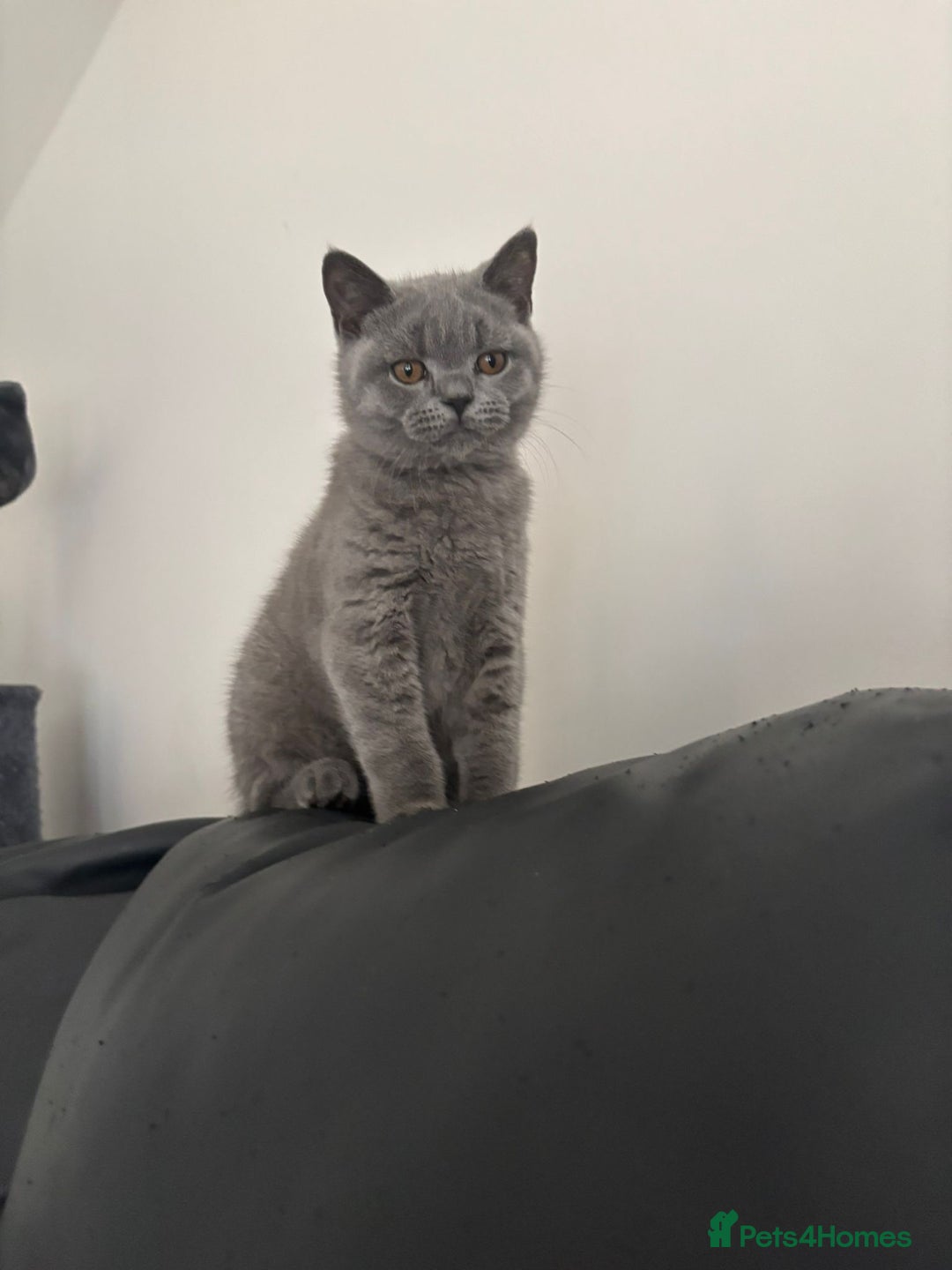 British Shorthair cats for sale: Chunky British Shorthair Kittens in Braintree - Image 4