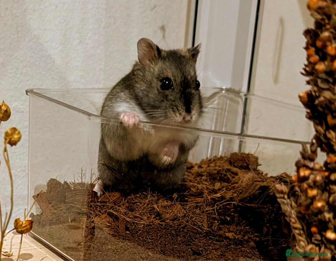 Hamster rodents for sale: Female Dwarf Hamster for Adoption UPDATED 05.09.25 - Image 4
