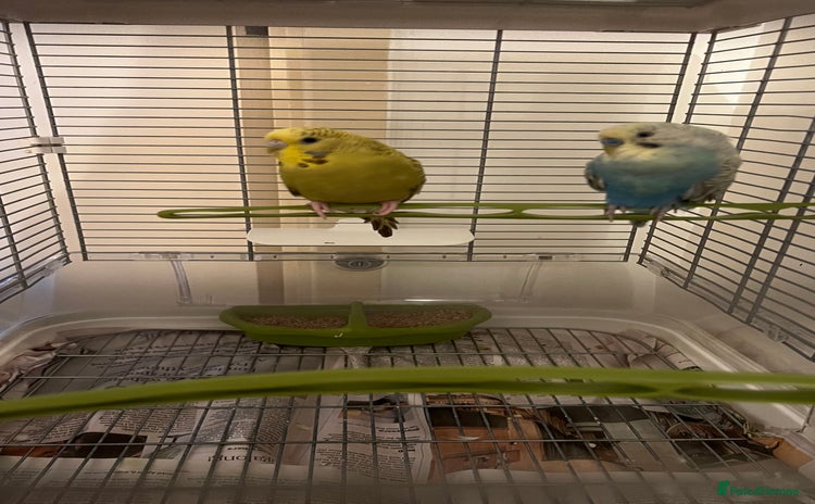 Budgerigars birds - Advert 4