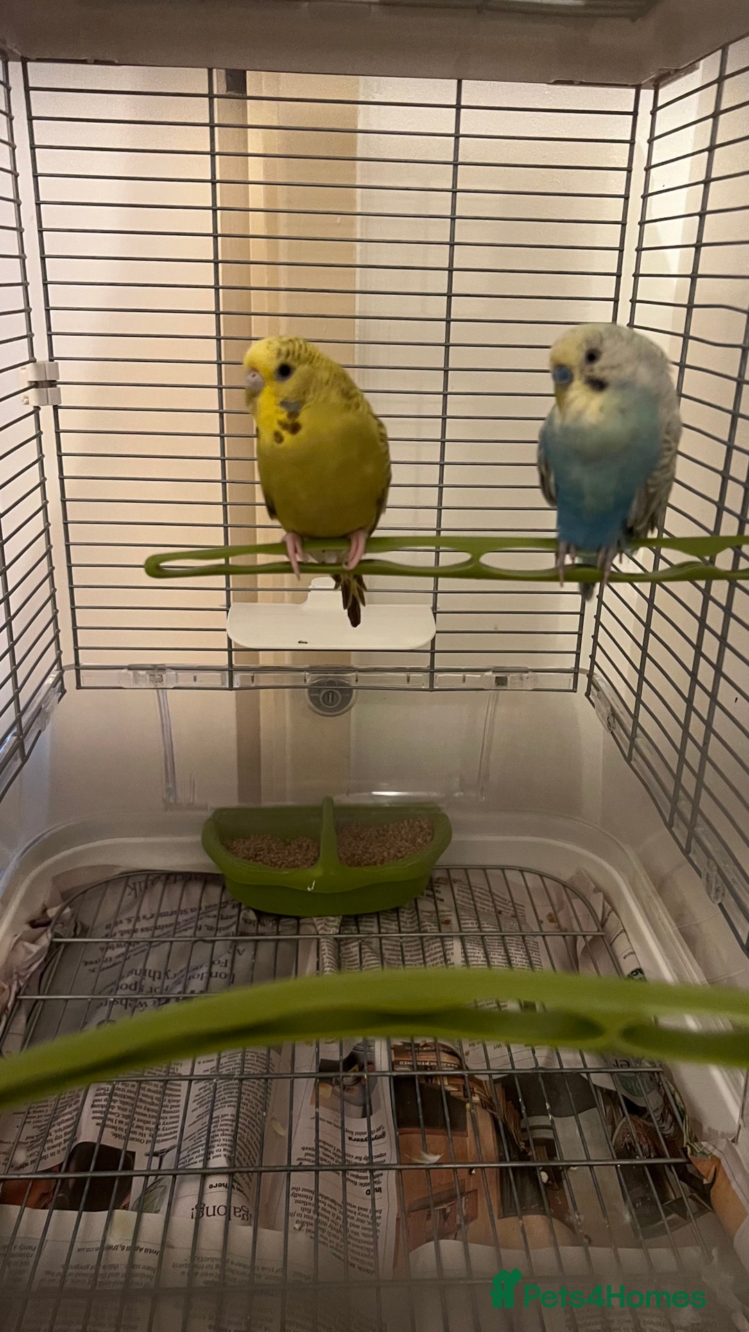 Budgerigars birds for sale: PAIR OF YOUNG BUDGIES - Image 1